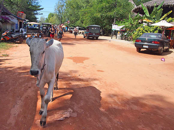 PC319549-wandering-cow