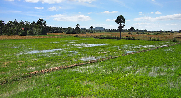 PC309460-rice-fields