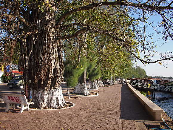 P1049728-riverside-trees