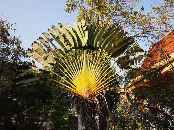 P2069995-fan-palm