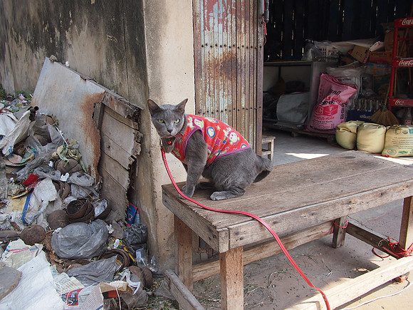 P2080119-cat-on-leash