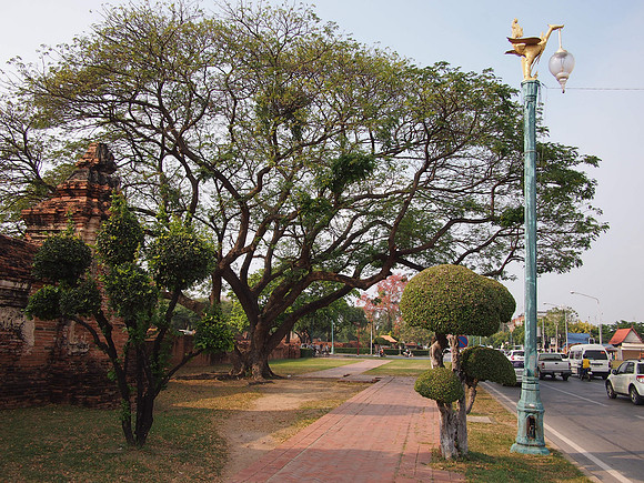 P2090338-big-tree