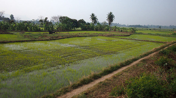 P2090261-rice-fields