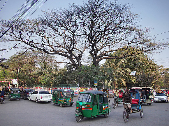 P2150638-big-tree