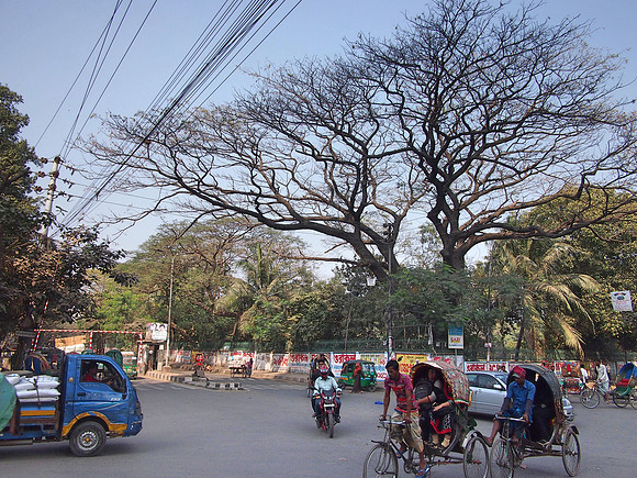 P2150639-big-tree