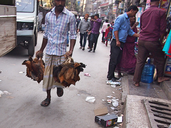 P2150742-live-chickens