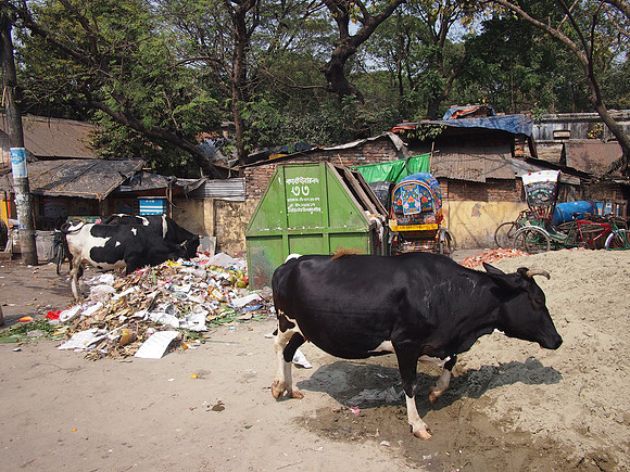 P2180983-cows