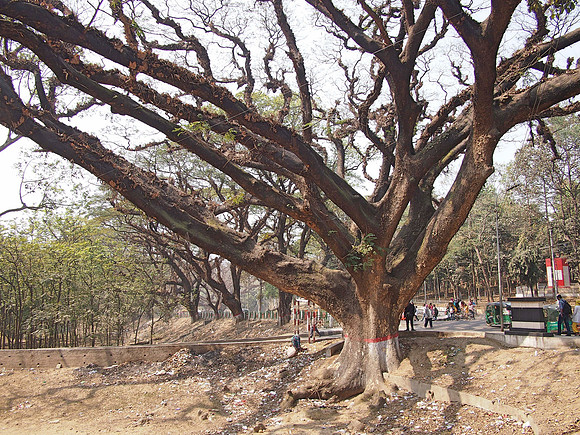 P2180990-big-tree