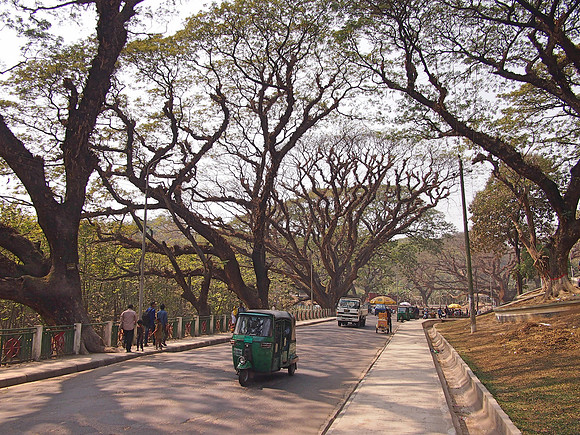 P2180991-big-old-trees