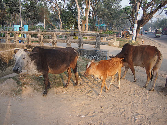 P2211186-cows