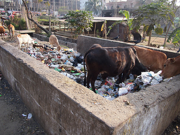 P2211225-trash-cows