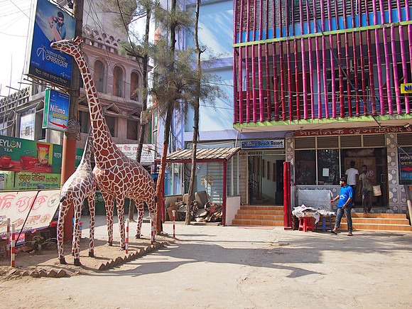 P2221262-giraffes