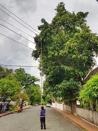 20180601_172304-mango-picker