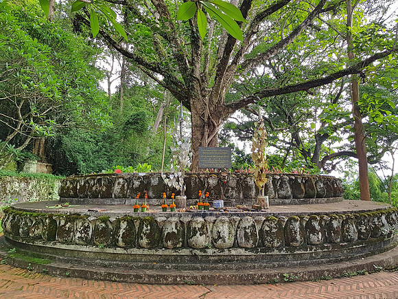 20180601_165918-bodhi-tree