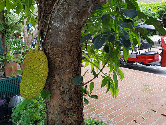 20180601_174022-random-jackfruit