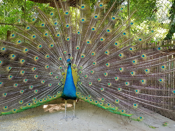 20180603_100521-peacock