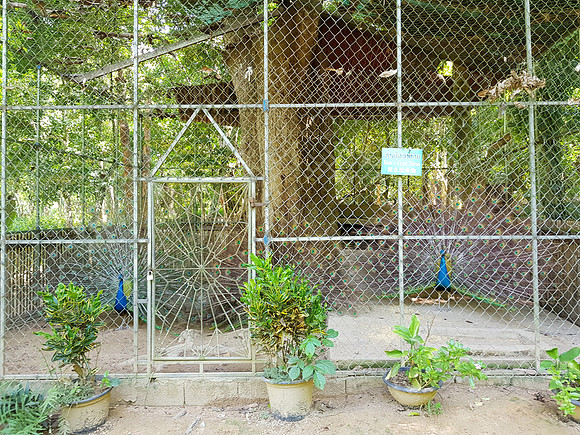 20180603_100532-caged-peacocks