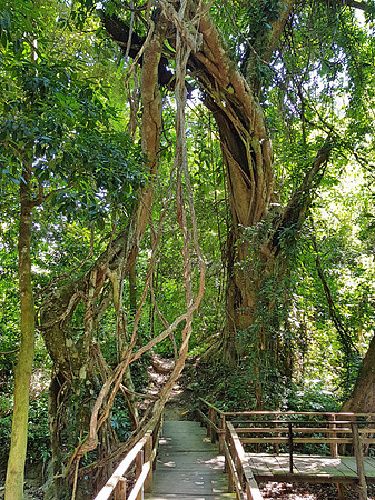 20180603_100934-tree