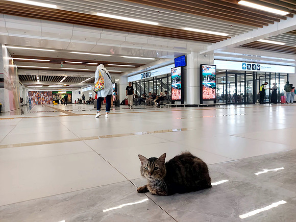 20240427_090313-halim-cat