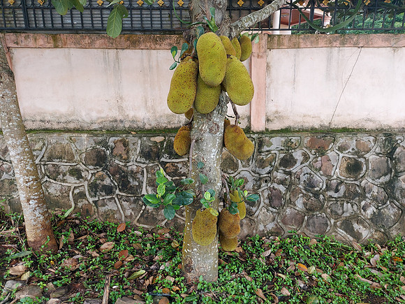 20220526_163709-jackfruit-tree