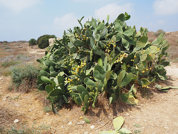 P8030059-prickly-pear