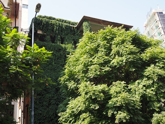 P8080109-green-apartment