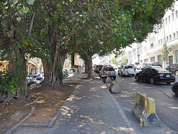 P8090011-street-trees