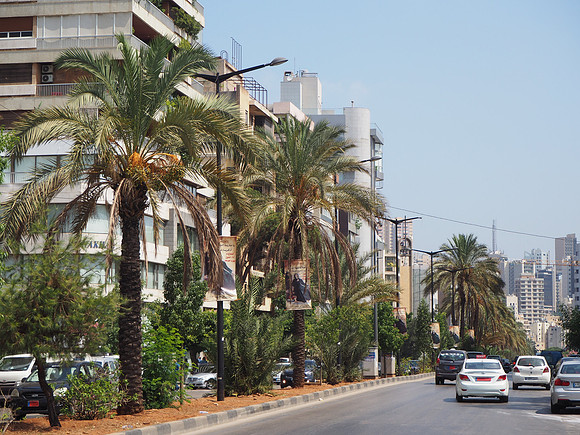 P8100004-palm-trees