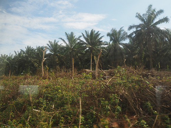 P9100009-palm-oil-plantations