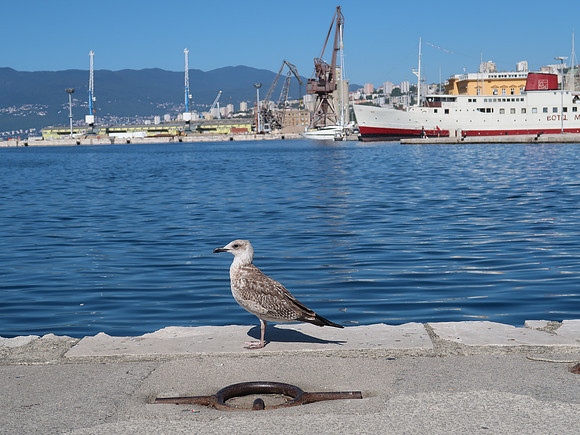 IMG_0612-gull