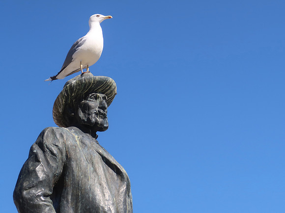 IMG_0626-seagull-on-ivan-zajc