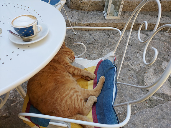 20210905_135907-cat-at-cafe
