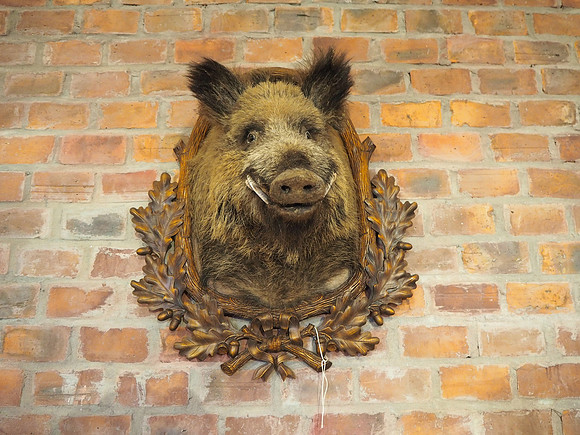 PA100105-boars-head