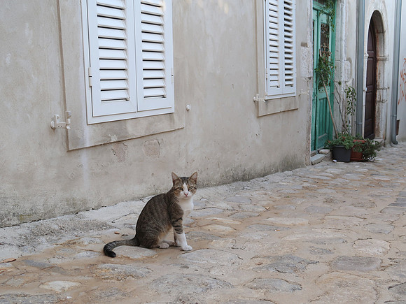 IMG_1012-krk-cat