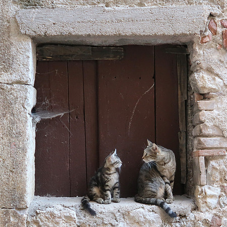 IMG_1032-cats-on-window