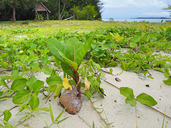 PA230114-sprouting-coconut