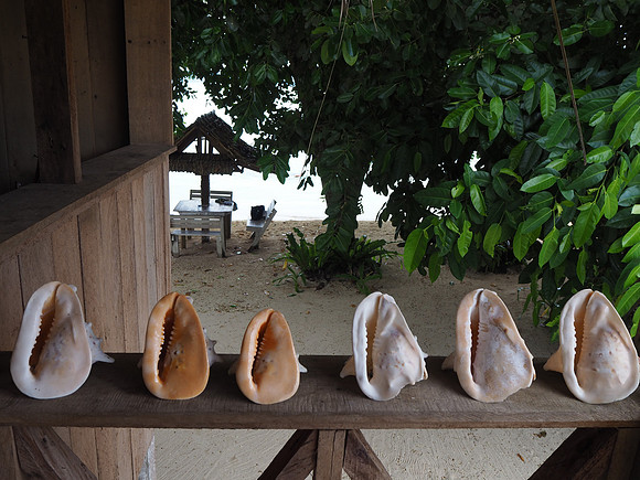 PA260061-shells