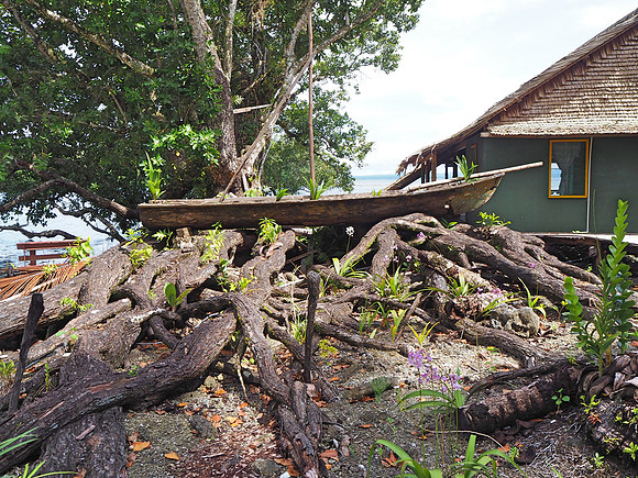 PA240025-big-tree-roots