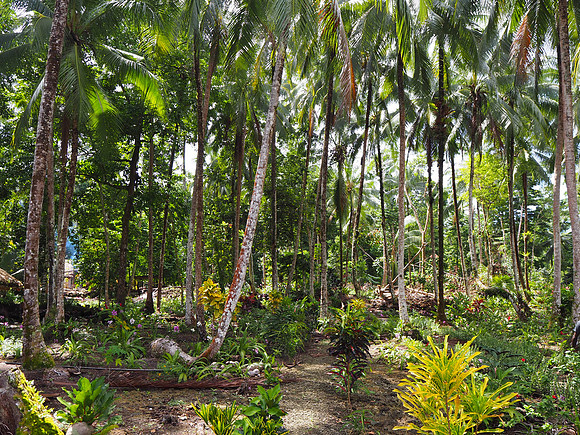 PA240027-jungle-walk
