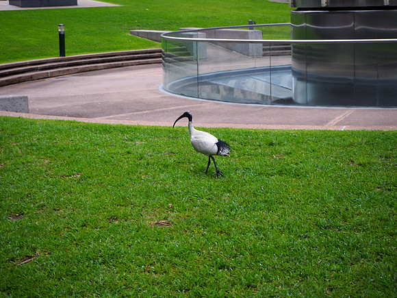 PA290028-ibis