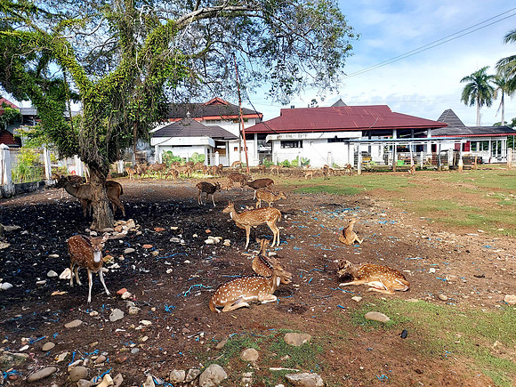 20240425_083258-deer