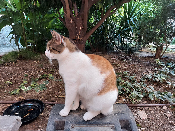 20210919_170223-garden-cat