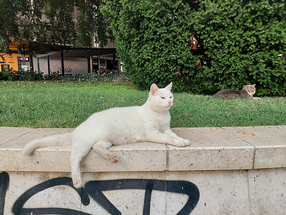 20210918_172531-cats