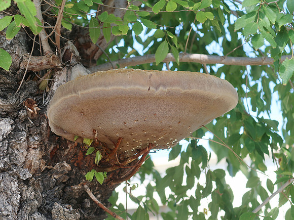IMG_1535-tree-fungus