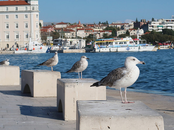 IMG_1574-seagulls