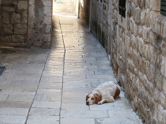 IMG_1606-alley-dog
