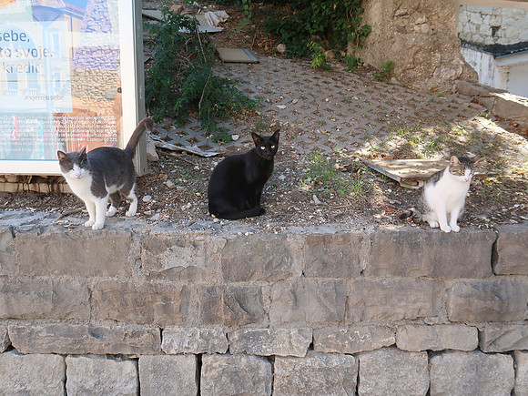 IMG_1641-stray-cats