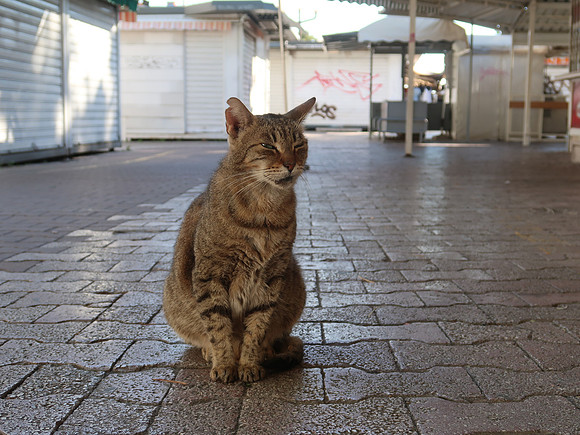 IMG_1726-street-cat