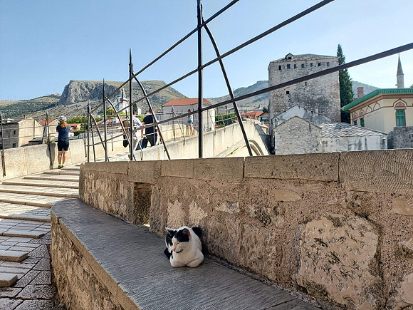 20210927_103828-bridge-cat