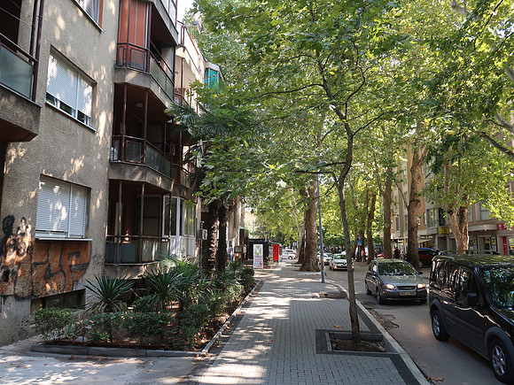 IMG_1977-tree-lined-streets